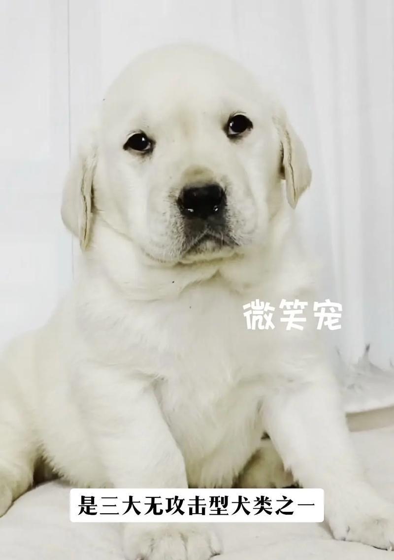 不建议养的狗狗品种（有关以什么狗狗难养？）