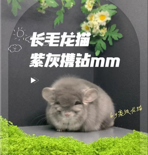如何通过补充微量元素预防龙猫咬毛症？（探究龙猫咬毛症状及预防方法，了解关键元素）