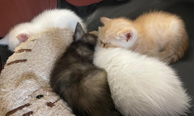 德文卷毛猫vs布偶猫（探究两种猫咪的外貌、性格和适应能力）