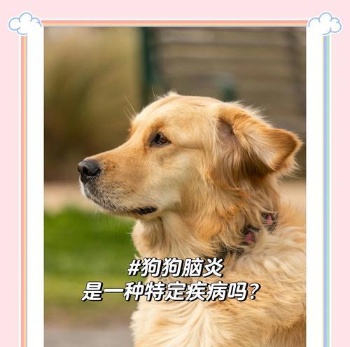 狗狗急性脑炎（揭秘狗狗急性脑炎的存活时间及治疗方法）