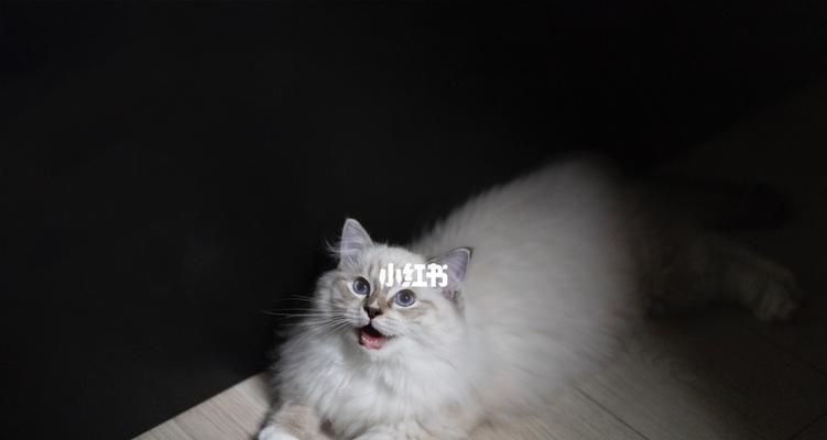 狮子猫和布偶猫（体质、性别、价格对狮子猫和布偶猫的影响）