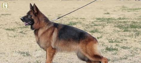 德国牧羊犬成年时间与特点（探究德国牧羊犬成年所需时间及其发展特点）