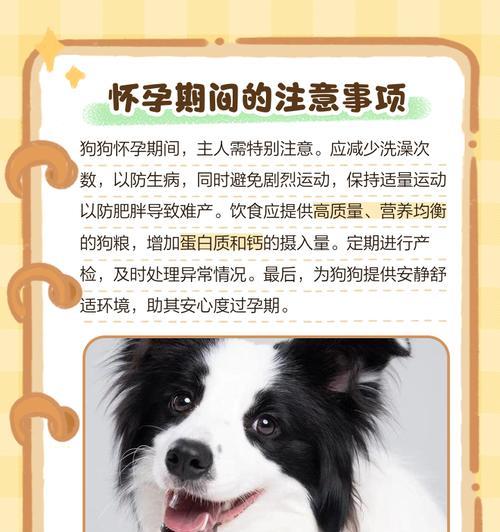 泰迪狗怀孕和分娩的过程（了解泰迪狗的繁殖周期和注意事项）