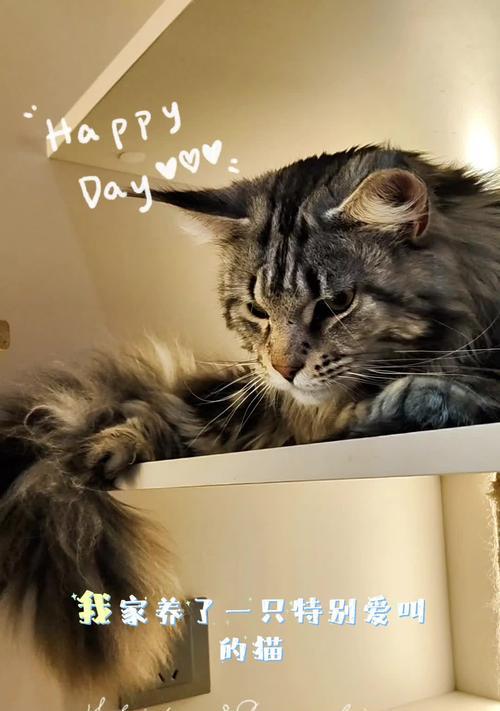 性价比高的猫品种盘点（了解哪些猫品种是性价比高的选择）