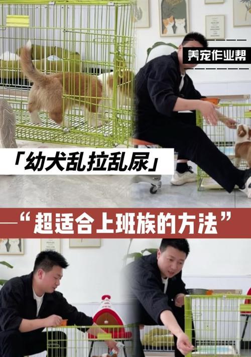 柯基狗进食后的排便时间（揭秘柯基狗进食后的拉屎时间，了解你的宠物的排便规律）