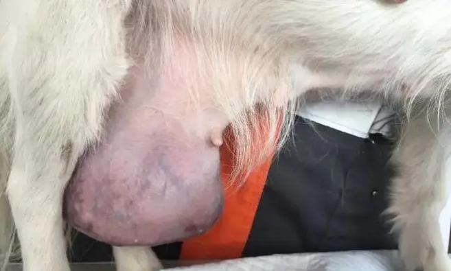 狗狗乳腺肿瘤晚期的症状（了解并及早发现乳腺肿瘤晚期的症状，及时保护狗狗健康）