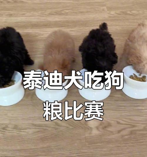 泰迪的日常饮食管理（如何合理喂养泰迪宠物）