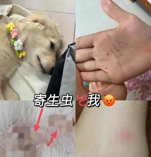 狗狗驱虫多久一次？（探究狗狗第二次驱虫的最佳时间）