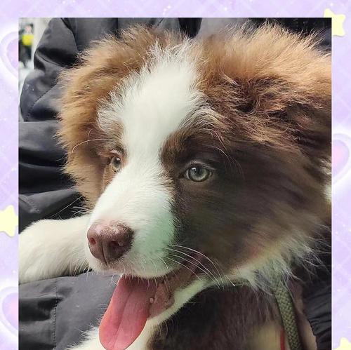 狗狗打完3针疫苗后何时进行驱虫？
