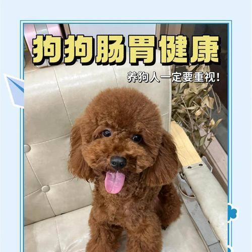 狗狗肠胃不好的症状和调理方法（了解狗狗肠胃不好的常见症状及有效的调理方法）