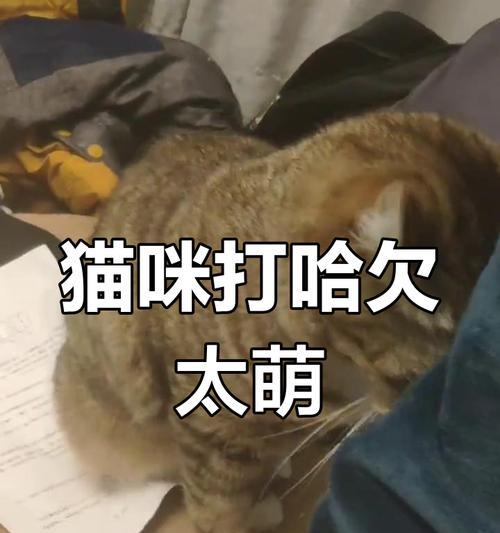 揭秘猫咪打哈欠的不寻常含义（除了疲劳，猫咪打哈欠还有其他更深层的原因）