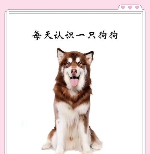 阿拉斯加幼犬的饮食需求（狗粮是养护健康的关键）