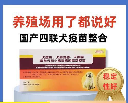 犬瘟疫苗接种时间及效果解析（从感染到疫苗接种，了解犬瘟好了多久可以打疫苗的关键）