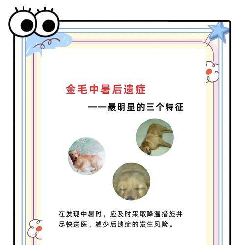 金毛产后恶露（金毛恶露期的持续时间和恢复过程详解）