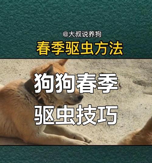 狗狗驱虫攻略（为你的宠物狗狗打造健康的生活环境）