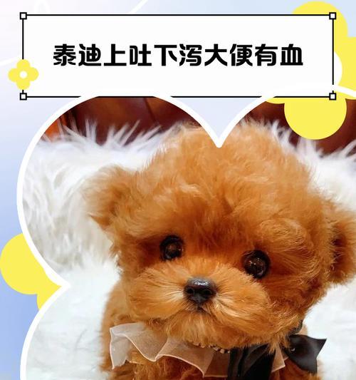 泰迪犬禁食后应多久才能吐出食物？（探究泰迪犬禁食后吐食时间的关键因素）