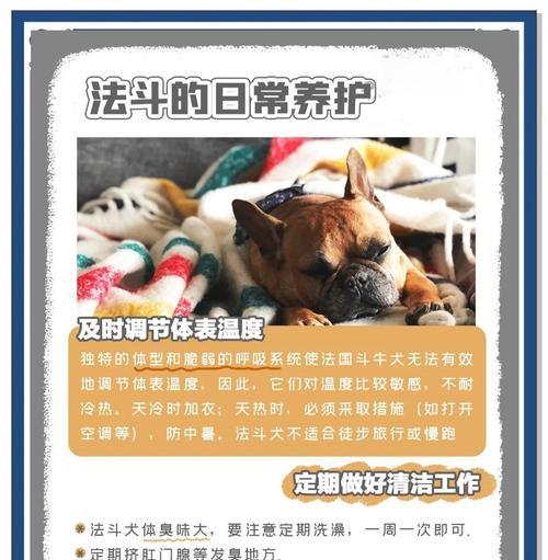 斗牛犬耳朵绑多久适合？（科学护理耳朵，宠物更健康）