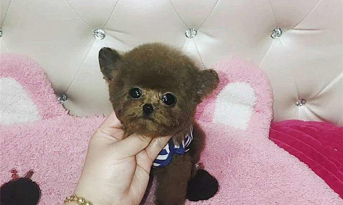 揭秘茶杯犬真的不会长大的秘密（茶杯犬）
