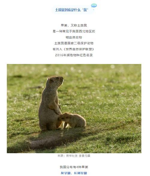 养土拨鼠当宠物需谨慎（疾控专家警告）