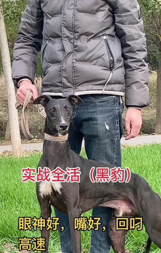 格力犬——风之子的奔跑速度（探索格力犬速度之谜）