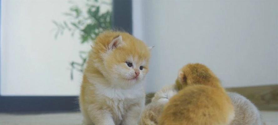 小奶猫成长指南（从出生到满月的关键时期，如何科学养育）