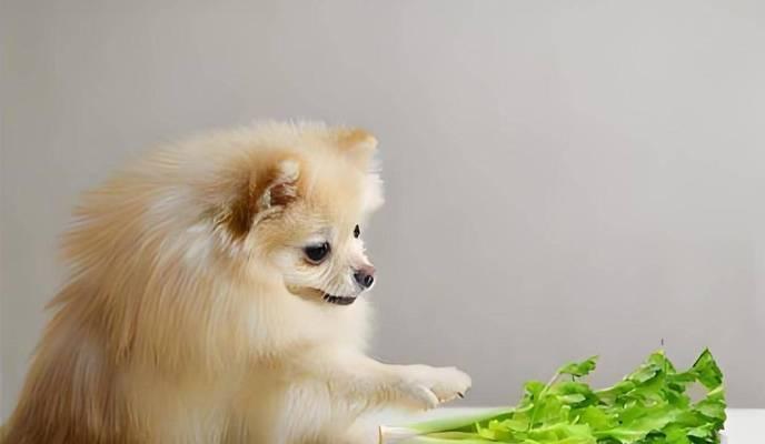 小狗出生后多久开始吃东西？（了解小狗成长过程中的饮食需求和习惯）
