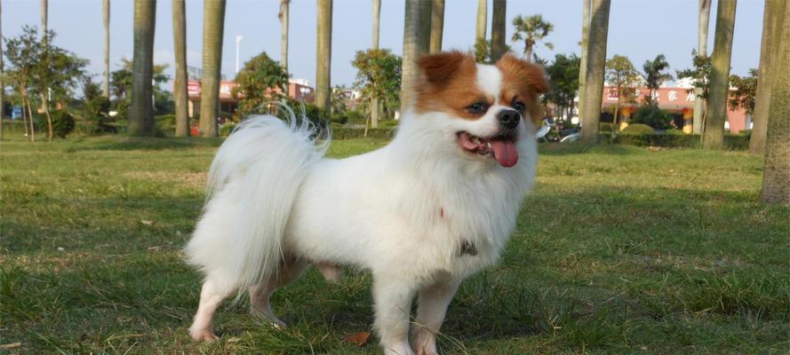 蝴蝶犬宝宝的断奶时机（了解蝴蝶犬宝宝断奶的最佳时机和方法）