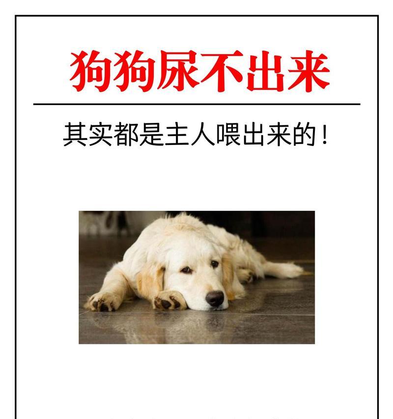 狗狗排尿困难的处理方法（解决狗狗排尿问题的有效措施）