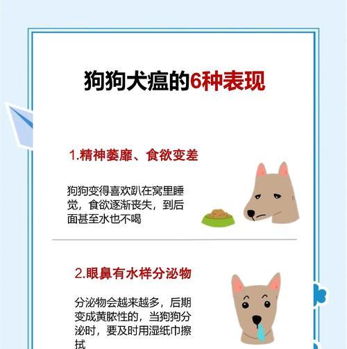 打造毛发蓬松漂亮的狗狗（提升你的铲屎官技能，让狗狗毛发更加迷人）