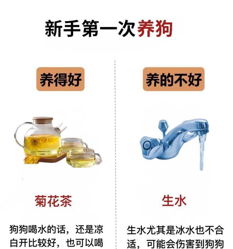 养小狗的注意事项（如何正确照顾小狗的饮食、生活和健康）