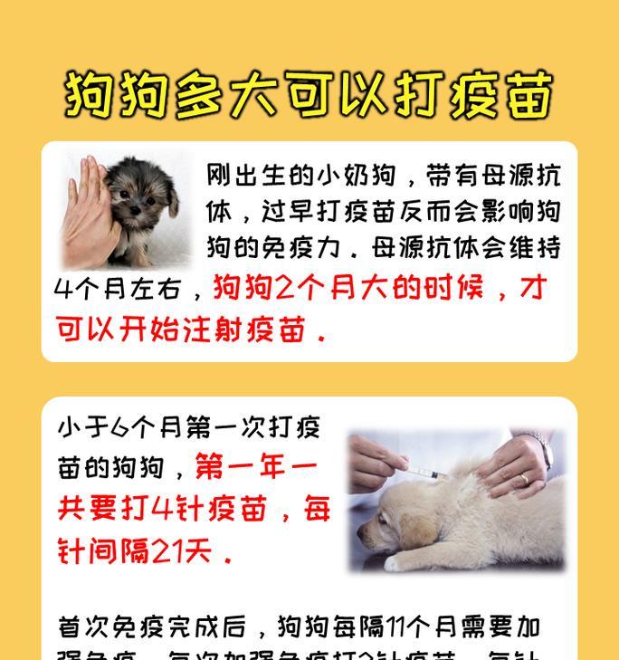 狗狗疫苗接种（接种时间、副作用和有效期等关键问题解答）