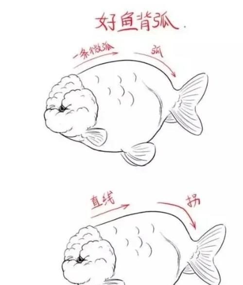 如何处理兰寿金鱼严重掉鳞问题（探究皮肤问题的原因及有效的处理方法）