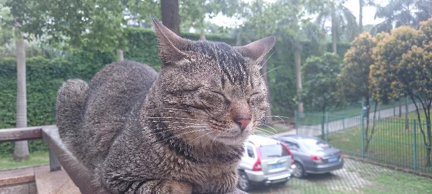 宝宝小猫每天睡多久？（揭秘小猫咪的睡眠时长与养护关键）