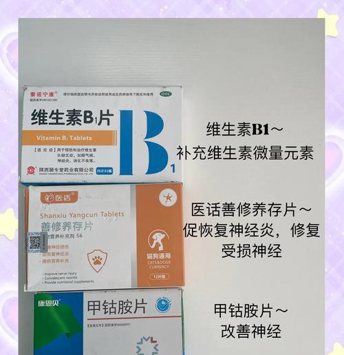 泰迪犬常见疾病及治疗方法（掌握这些关键知识，宠物泰迪健康更长久！）