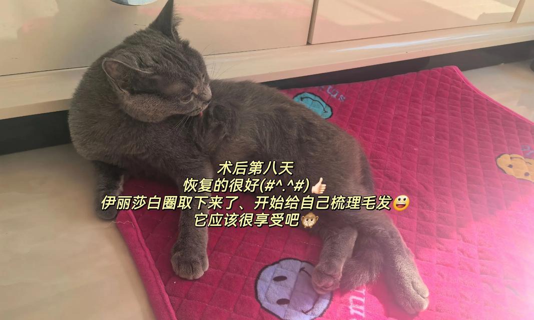 猫的绝育后饮食管理（了解猫绝育后的喂食需求，让它们健康成长）