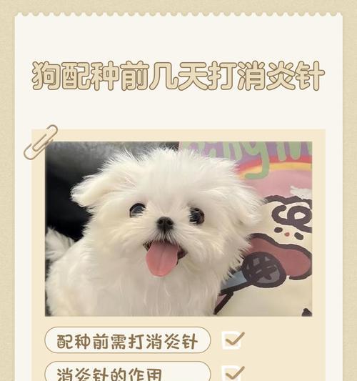 如何确定狗狗的最佳配种时间？（狗狗什么时候适合交配？）