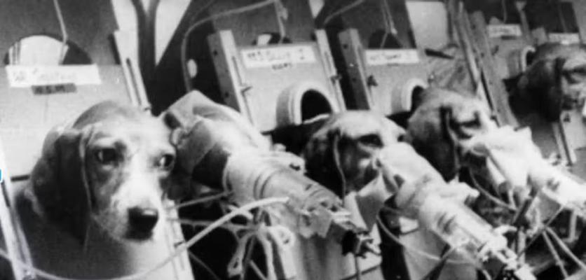 以比格实验犬的寿命探究——真相揭秘（科学研究揭示比格实验犬的寿命）
