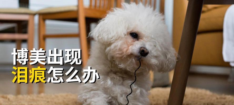博美眼睛老流泪怎么办？（解决狗狗泪汪汪的问题）