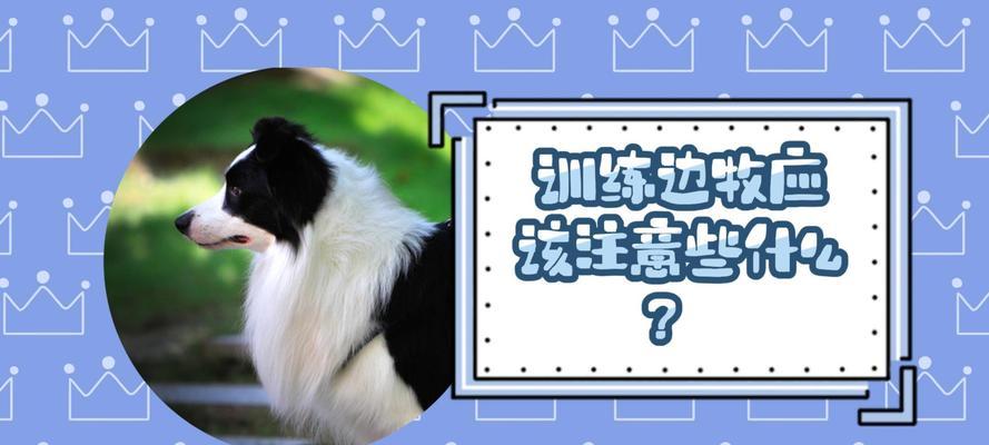 边牧食量与因素解析（喂养边牧需要注意的事项分享）