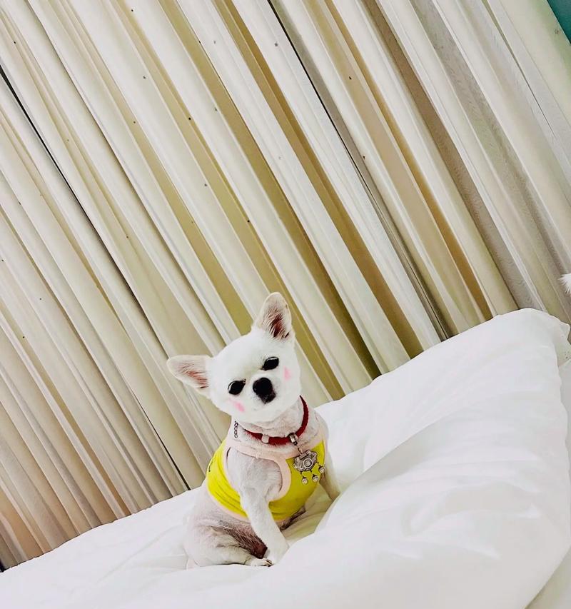 吉娃娃为什么不愿意吃东西？（任性或病了？解析吉娃娃不吃东西的原因与对策）