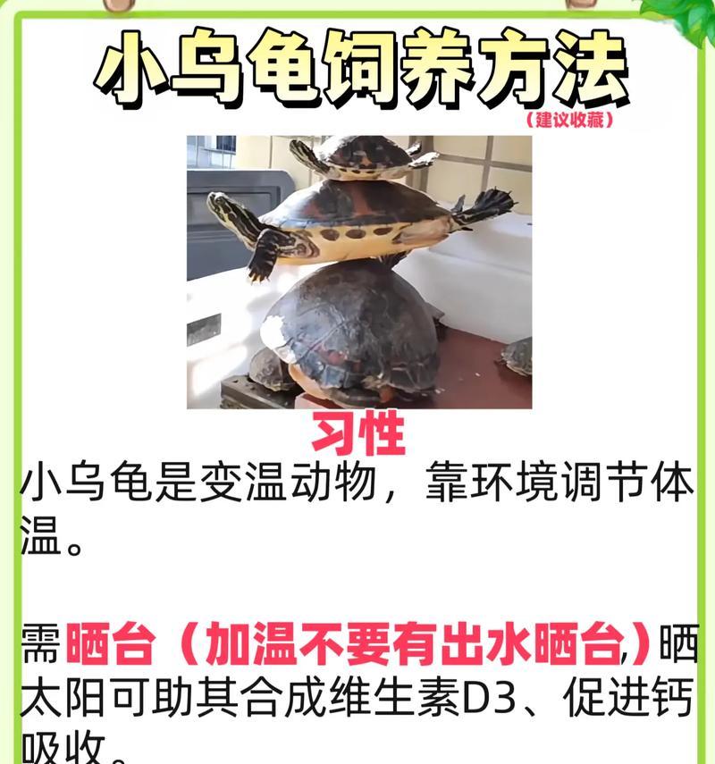 如何正确地辨别龟龟的雌雄？（学会辨别乌龟性别，让它们生活更幸福）