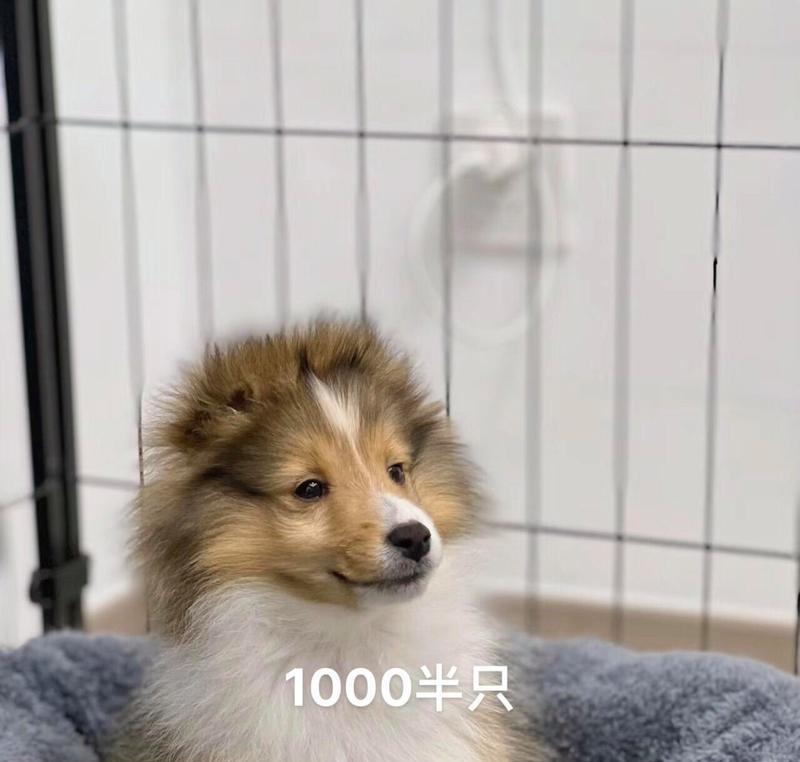 喜乐蒂牧羊犬的最佳绝育时机（了解适合喜乐蒂牧羊犬绝育的最佳时间和方法）
