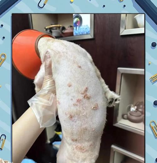 如何正确给泰迪洗澡，避免皮肤病？（泰迪洗澡常见错误操作及正确方法）