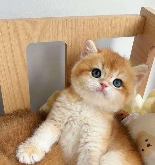 猫咪的正常体温是多少？（时刻关注猫咪健康状况，了解体温是关键）