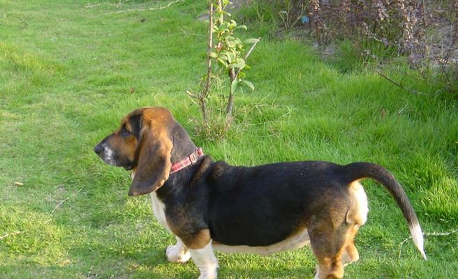 探寻巴吉度猎犬的优点与缺点（揭秘巴吉度猎犬的形态特征和性格特点）