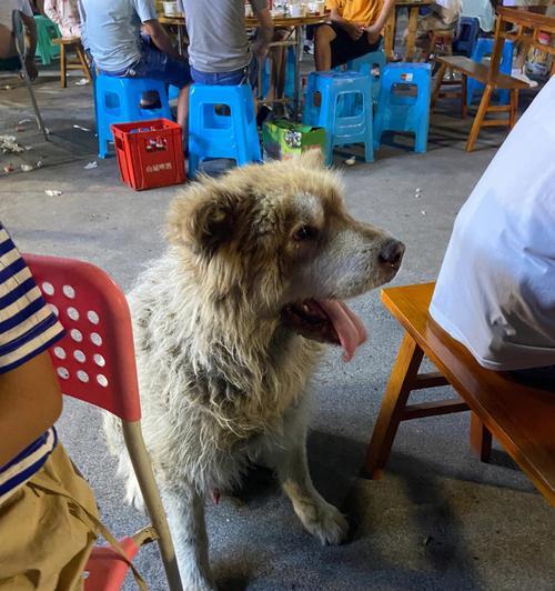 京巴犬饮食习性揭秘（了解京巴犬的进食规律和养护方法，）