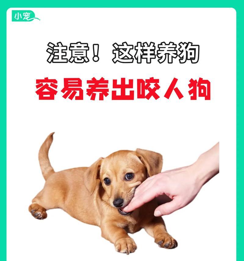 狗养多久才能认主人？（探究狗狗与主人建立亲密关系的时间和方式）