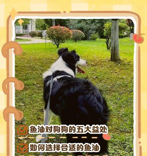 狗狗鱼油的摄入频率与健康关系（探究狗狗每天摄入鱼油的最佳频率）