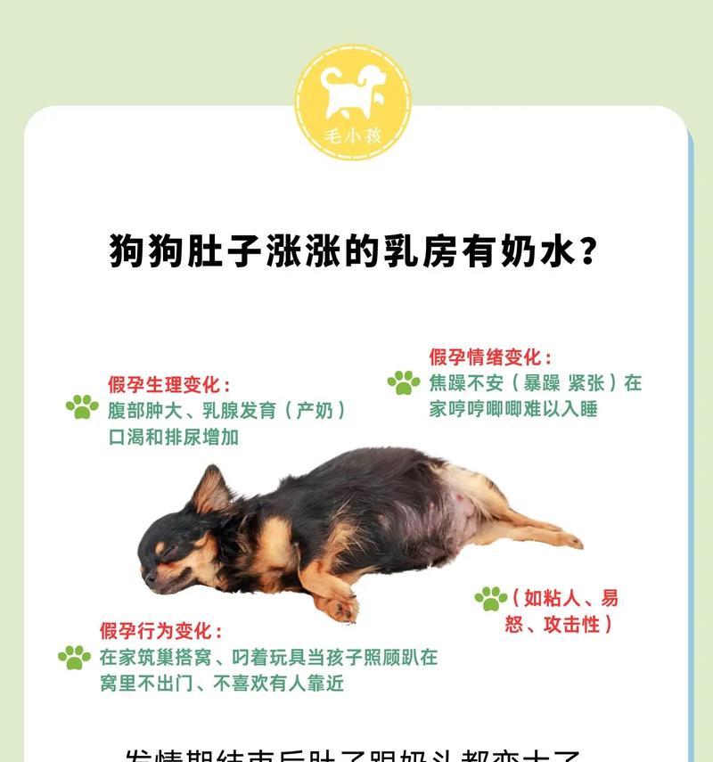 狗狗断奶时间的正确把握（母狗断奶后，小狗需要的食物和护理事项）