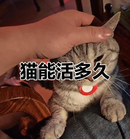 揭秘猫咪长寿的关键（探索猫咪生命的奥秘，发现长寿的秘诀）